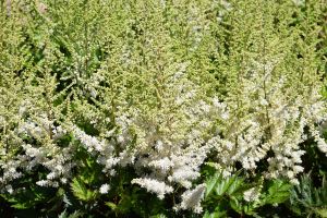 Astilbe 'Vision in White Delight'