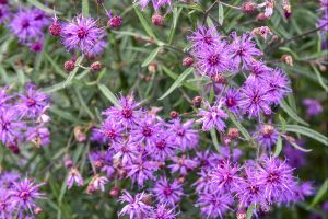 Vernonia Buzz Stop