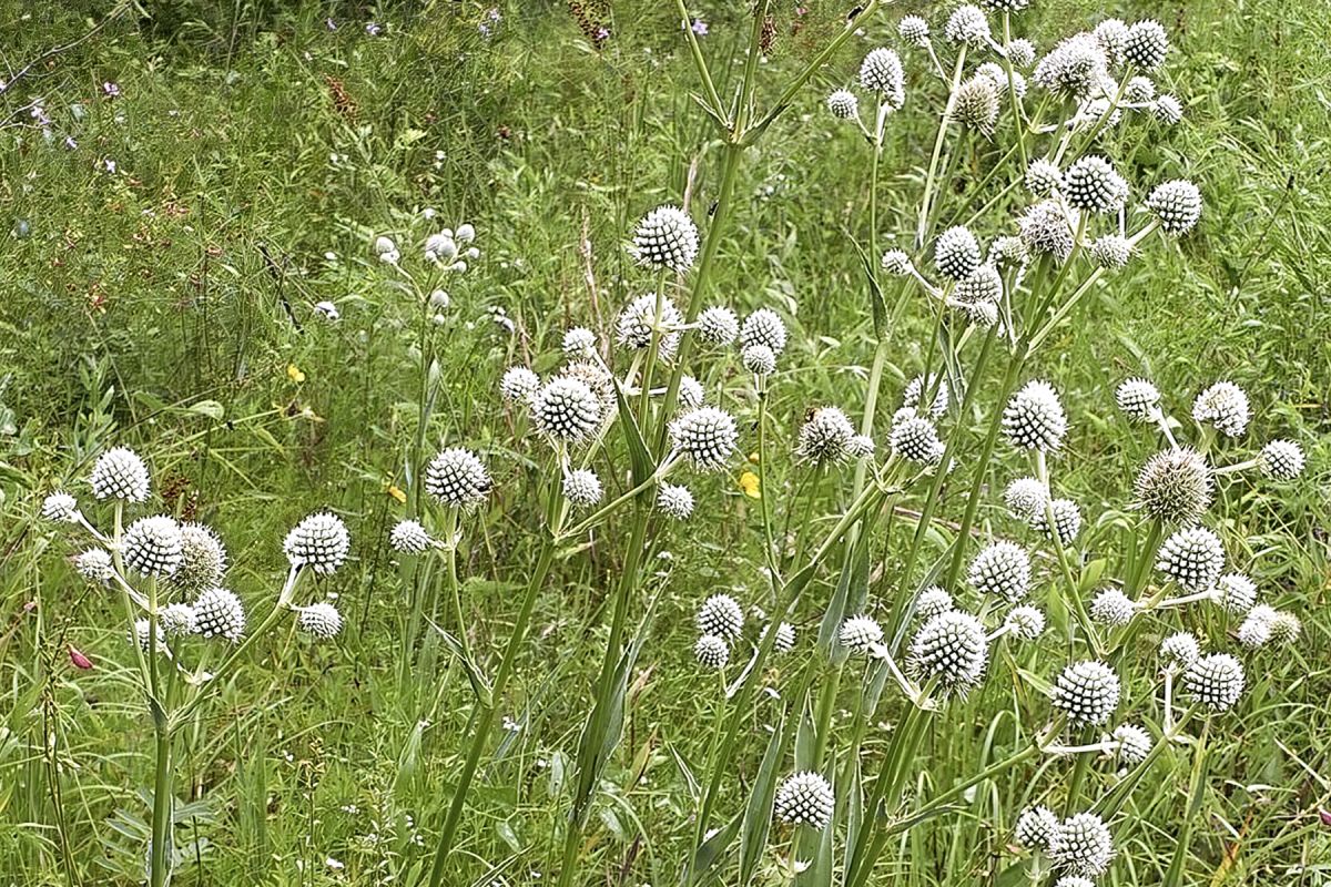 Echinacea Sunseekers 'Mineola'