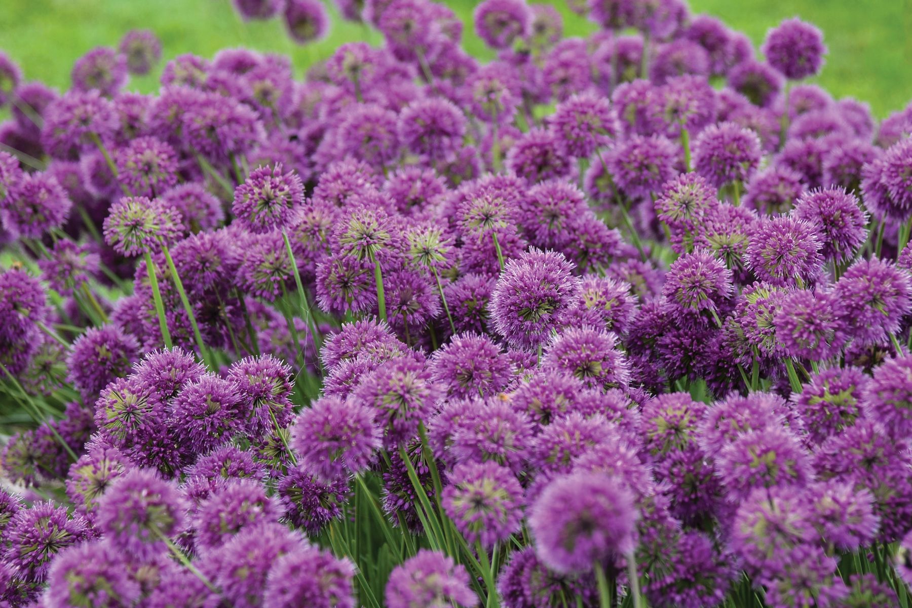 Agastache Lavender Bubbles