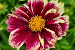 Coreopsis 'Solar Fancy'
