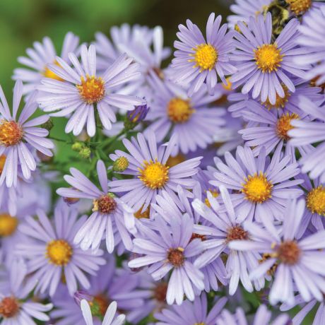 Aster Bluebird