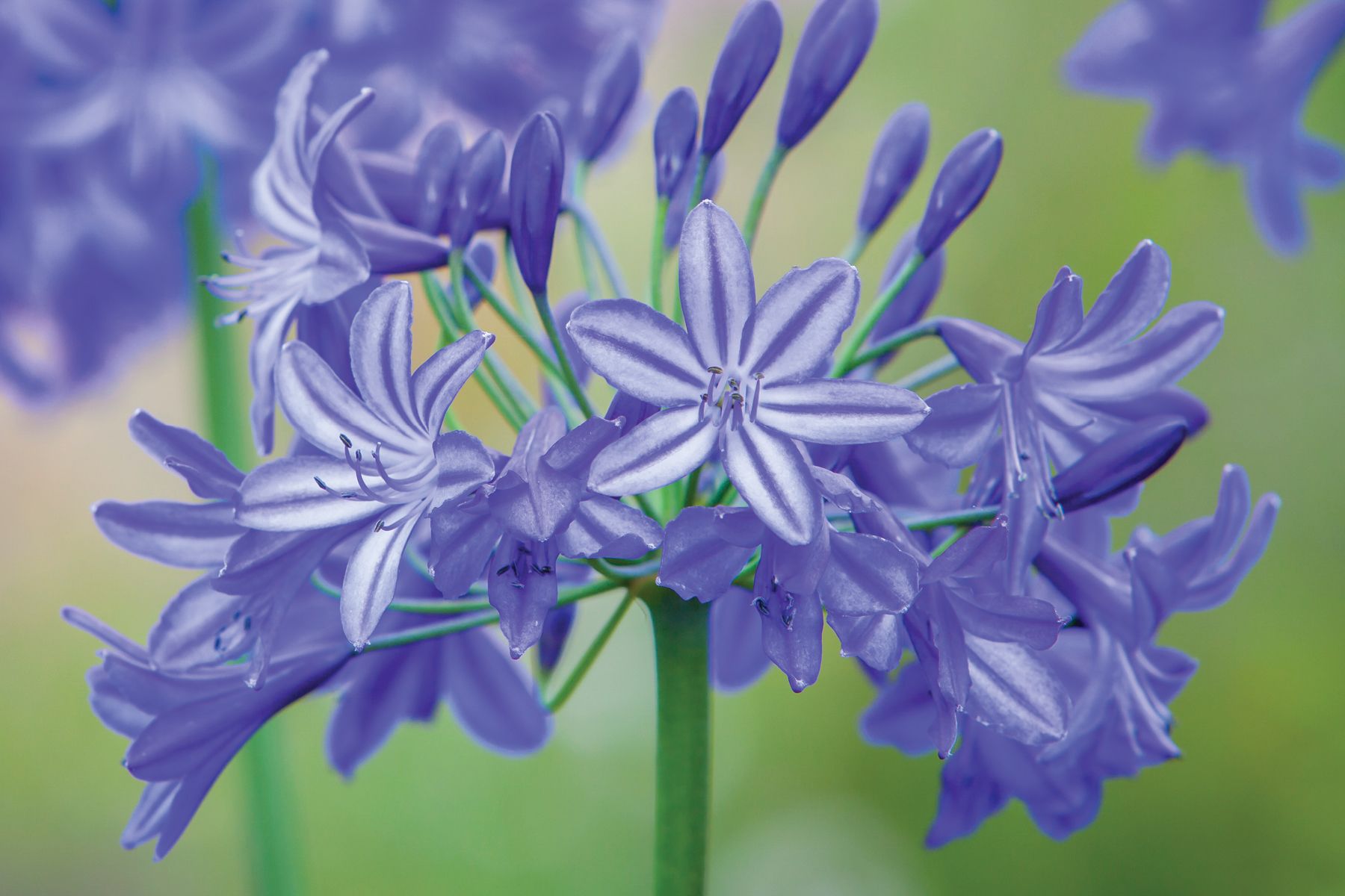 Agapanthus Northern Star