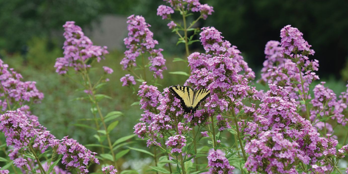 Phlox Jeanna