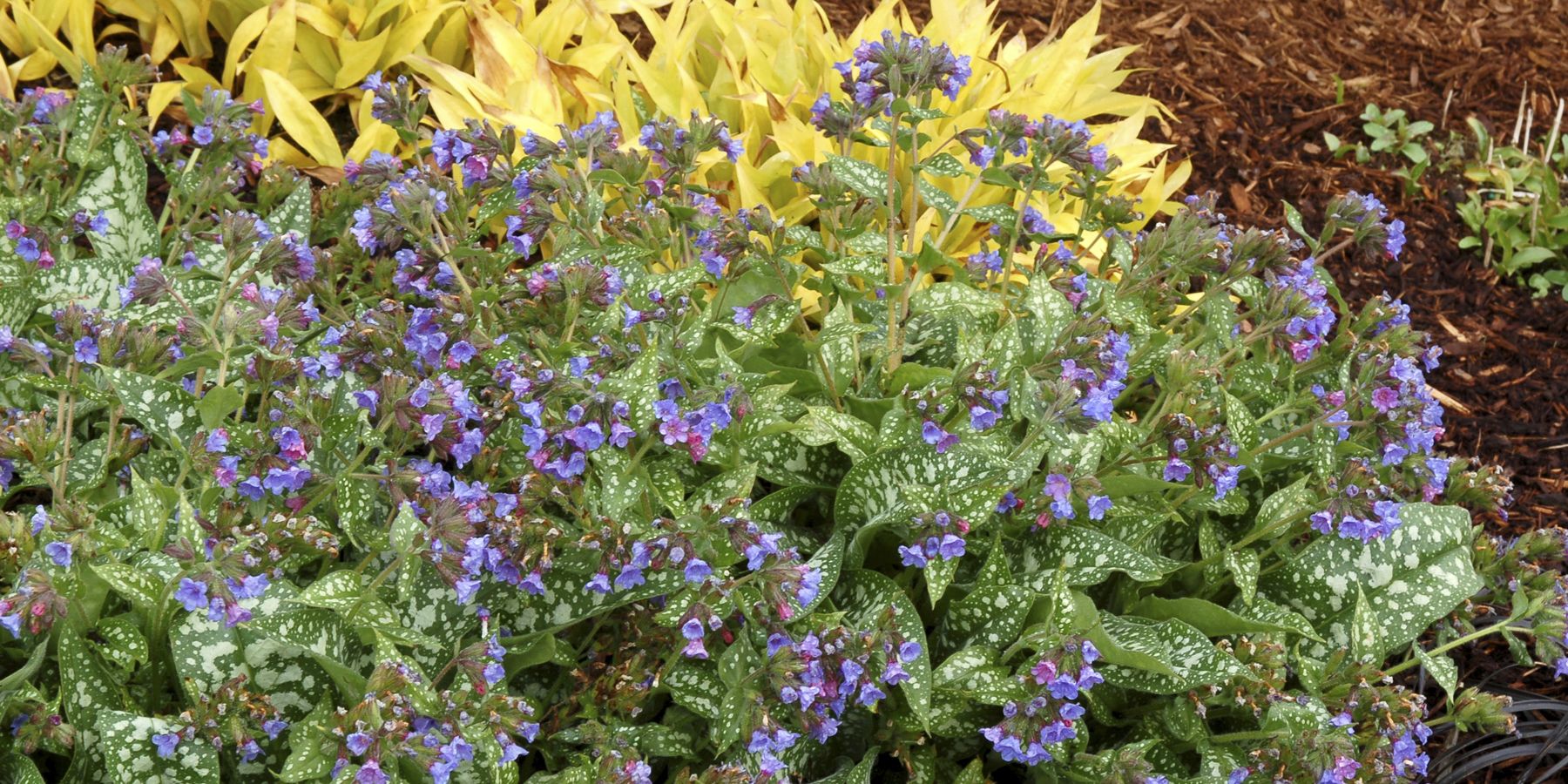 Pulmonaria Trevi Fountain