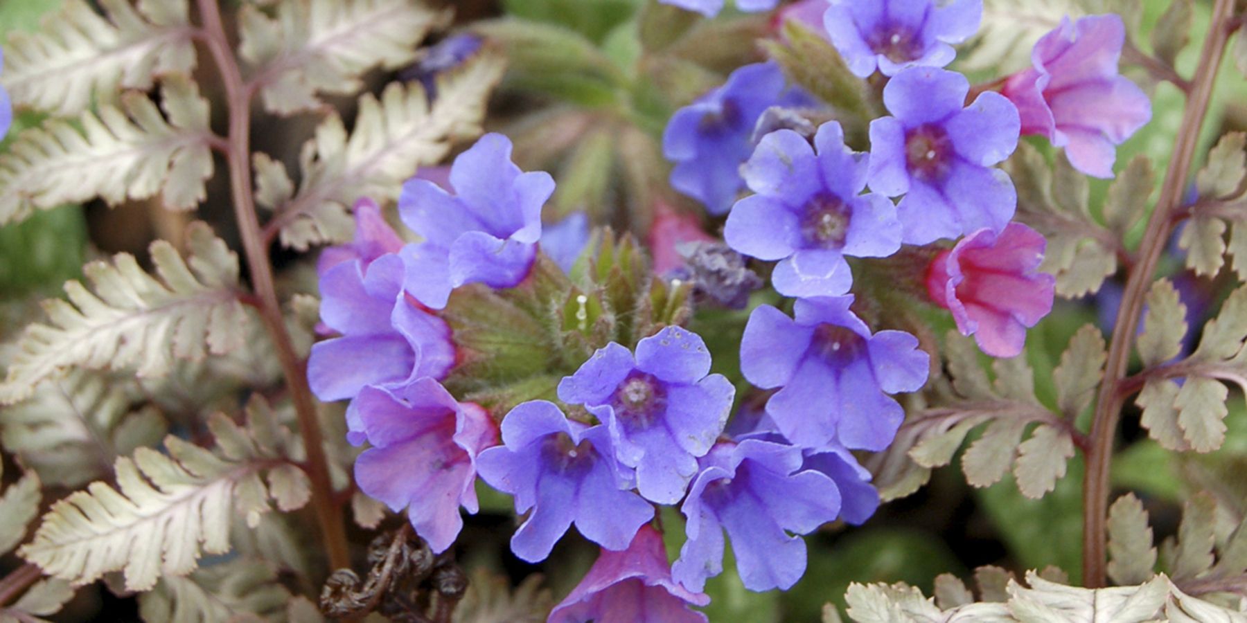 Pulmonaria Trevi Fountain