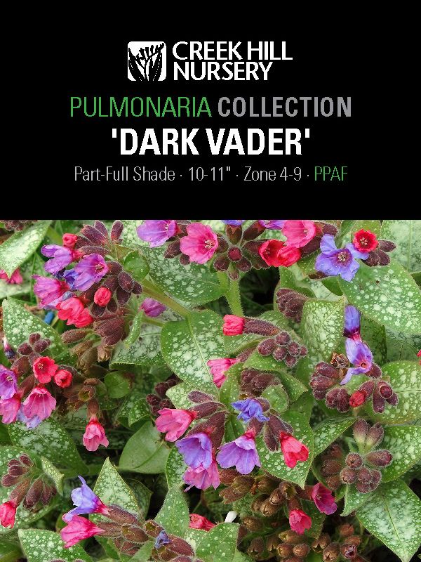 Pulmonaria 'Dark Vadar'