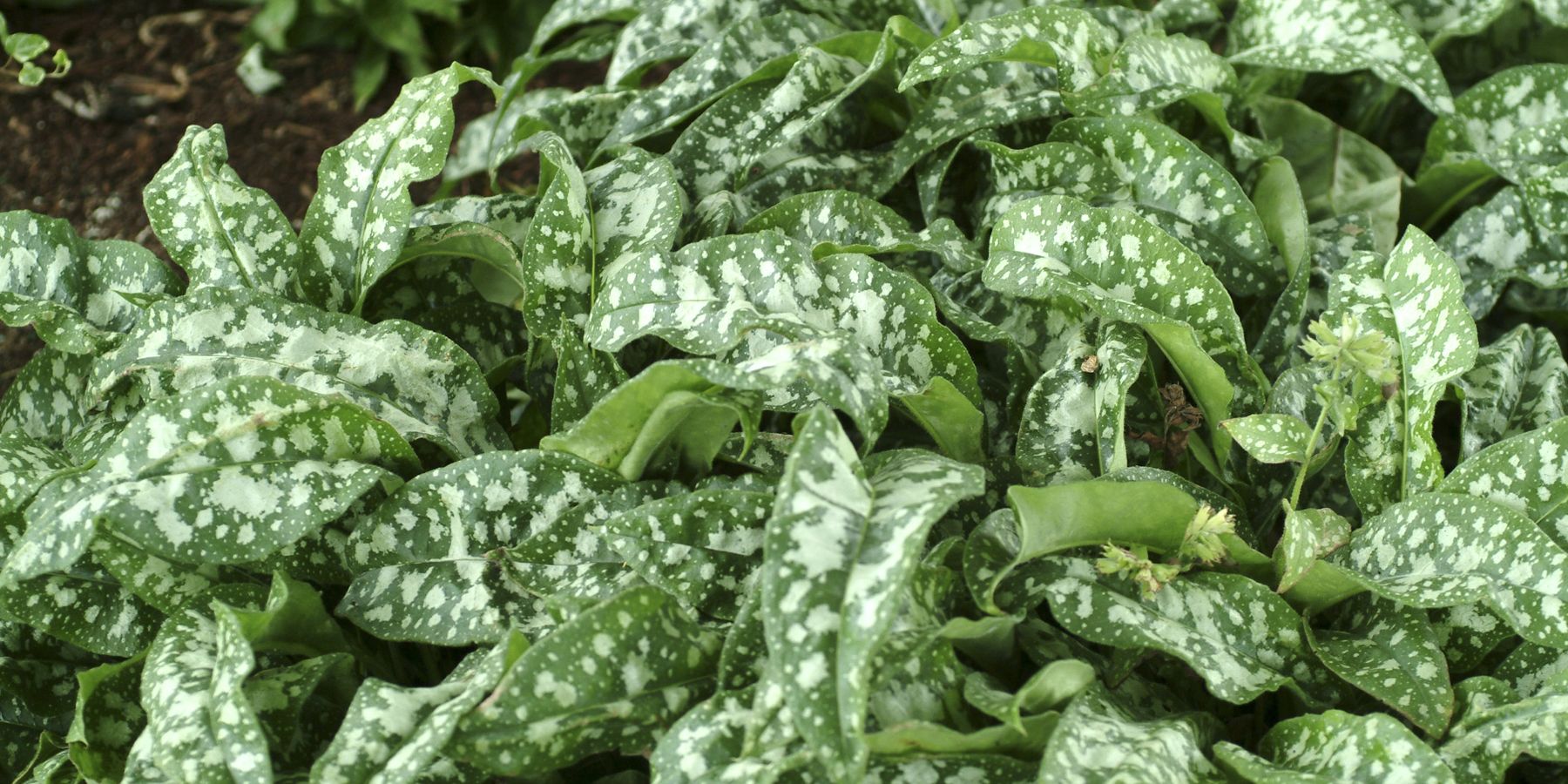 Pulmonaria Trevi Fountain