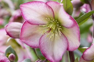 Helleborus 'Winter Sparkle Bicolor'