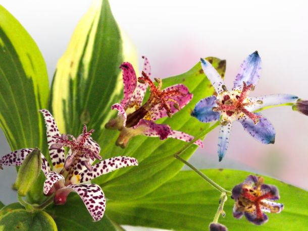 Tricyrtis