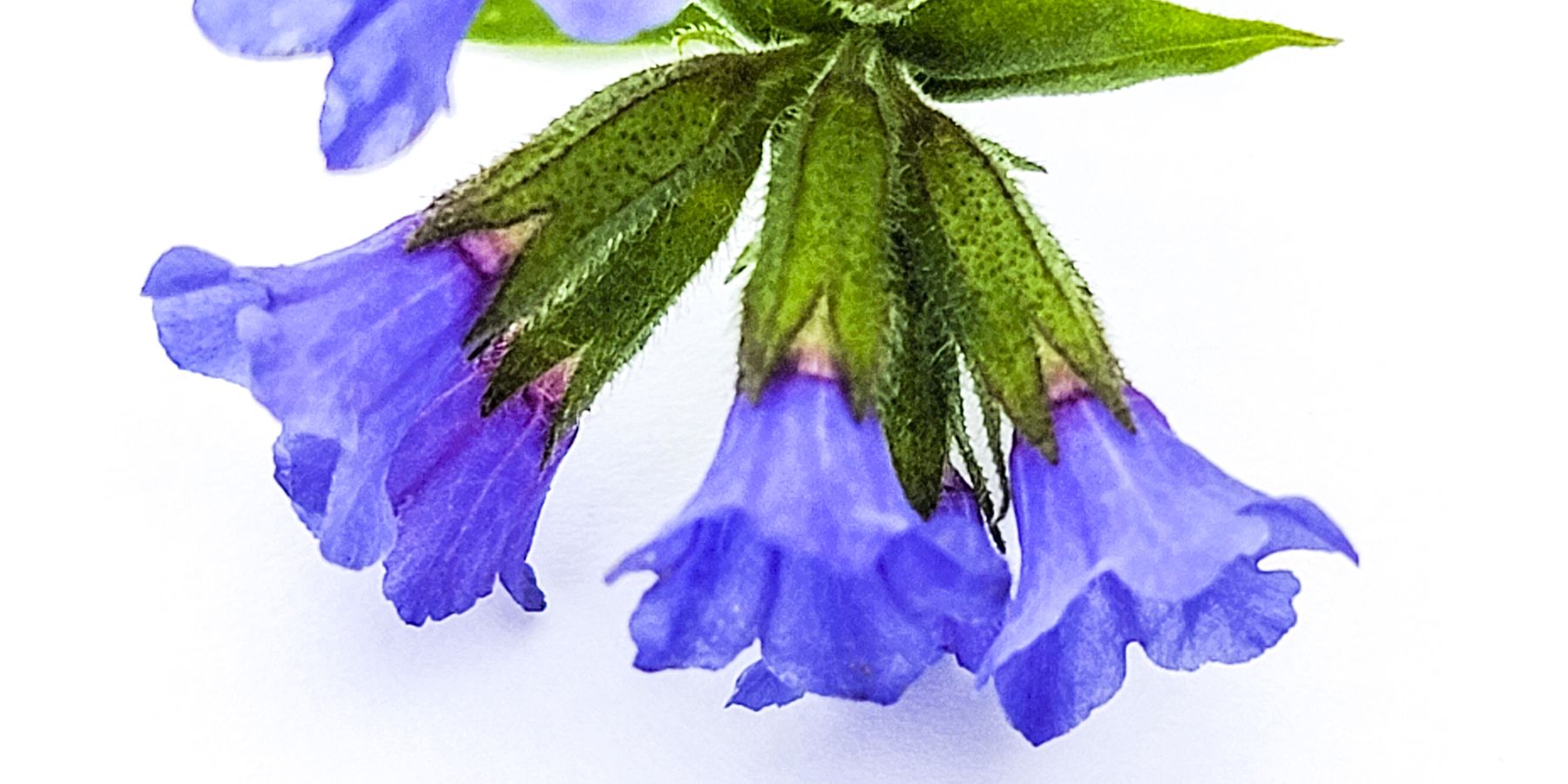 Pulmonaria Trevi Fountain