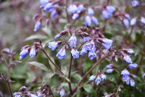 Polemonium 'Prince'