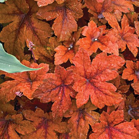 Heuchera Pumpkin Spice