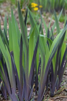 Iris Purple Flame