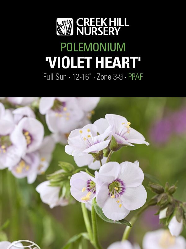 Polemonium Violet Heart