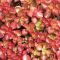 SED Dragons Blood 21