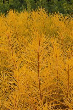 Amsonia Butterscotch