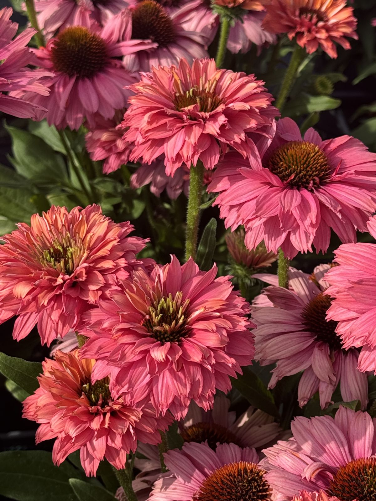 Echinacea Sunseekers Pink Grapefruit