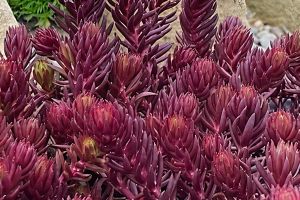 Sedum Tight and Tidy Red Angelina