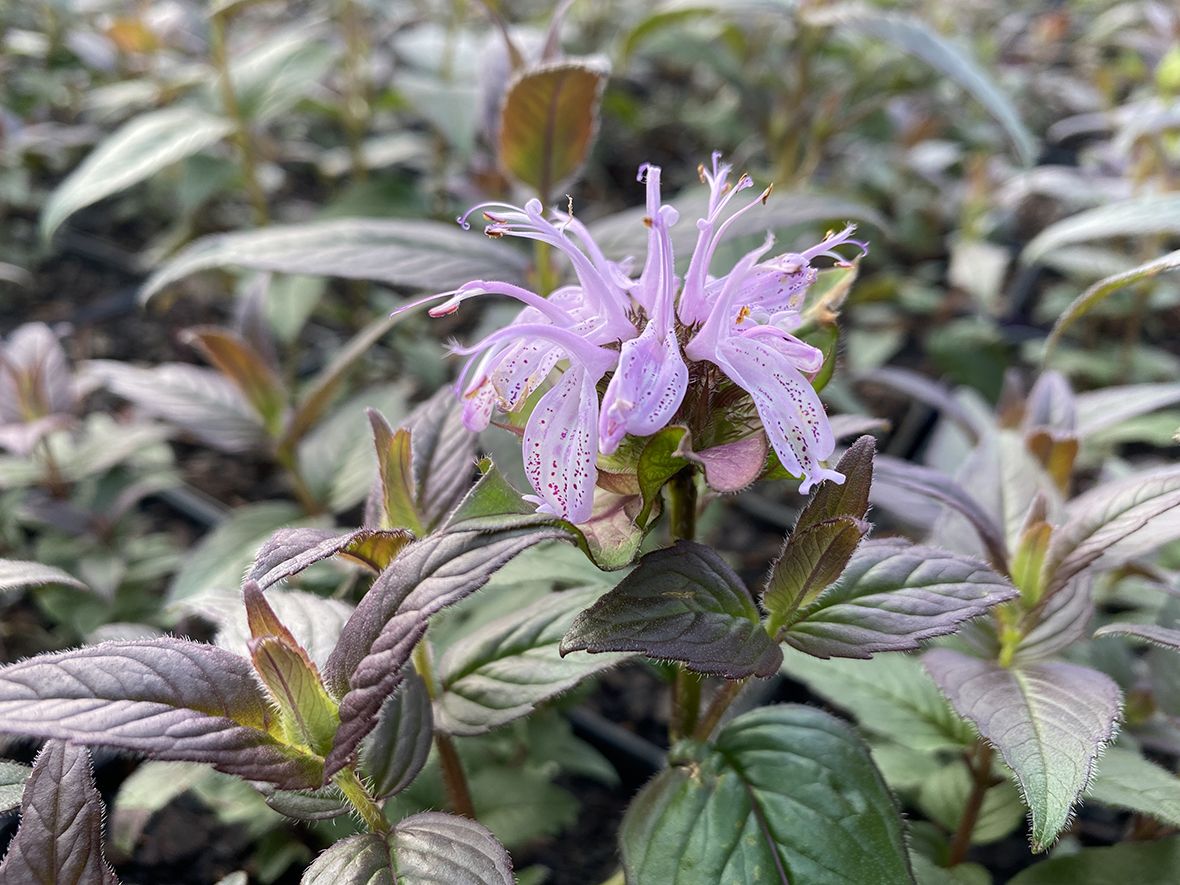 Monarda Midnight Oil