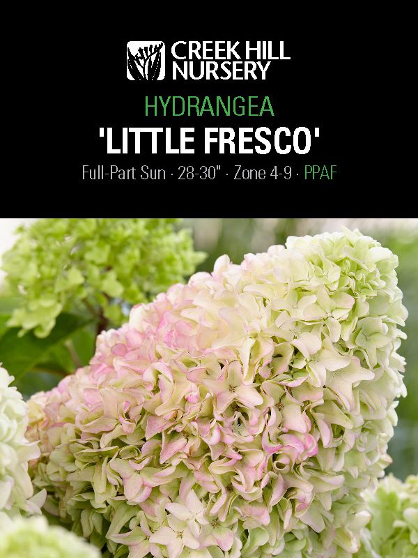 Hydrangeas 'Little Fresco'