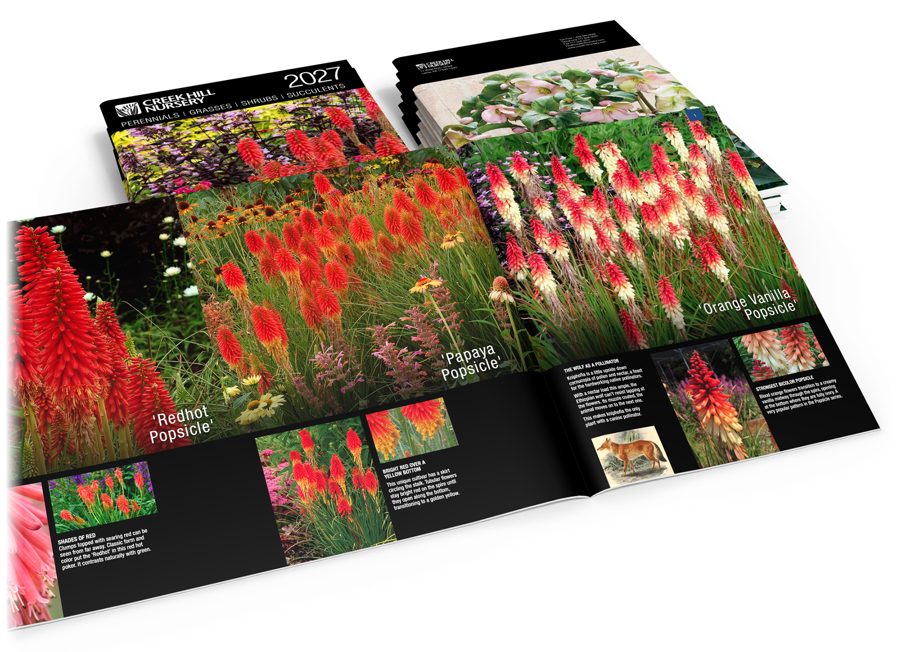 Catalog Spread