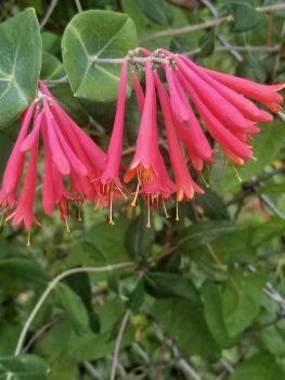 Lonicera Major Wheeler