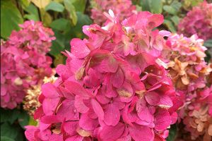 Hydrangea 'Bonfire'
