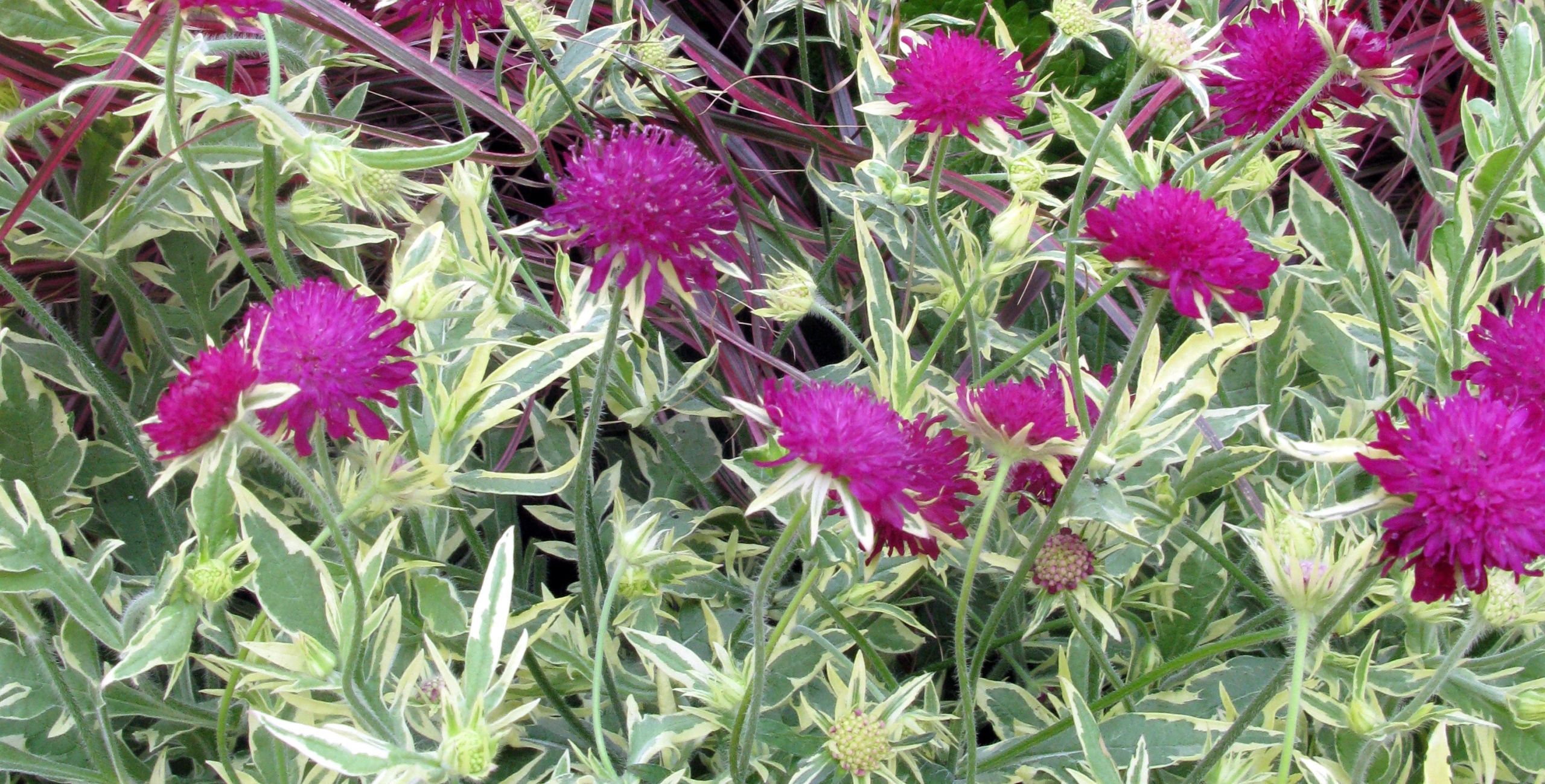 Knautia Thunder and Lightning