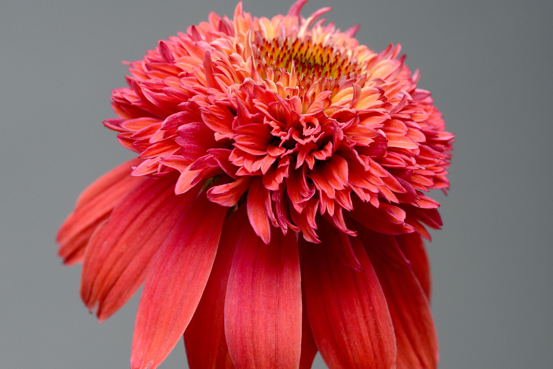 Echincea Double Scoop Orangeberry
