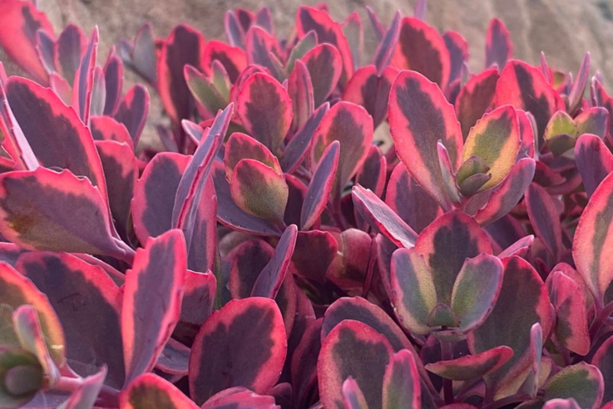 Sedum Sunsparkler Dazzling Dynamite