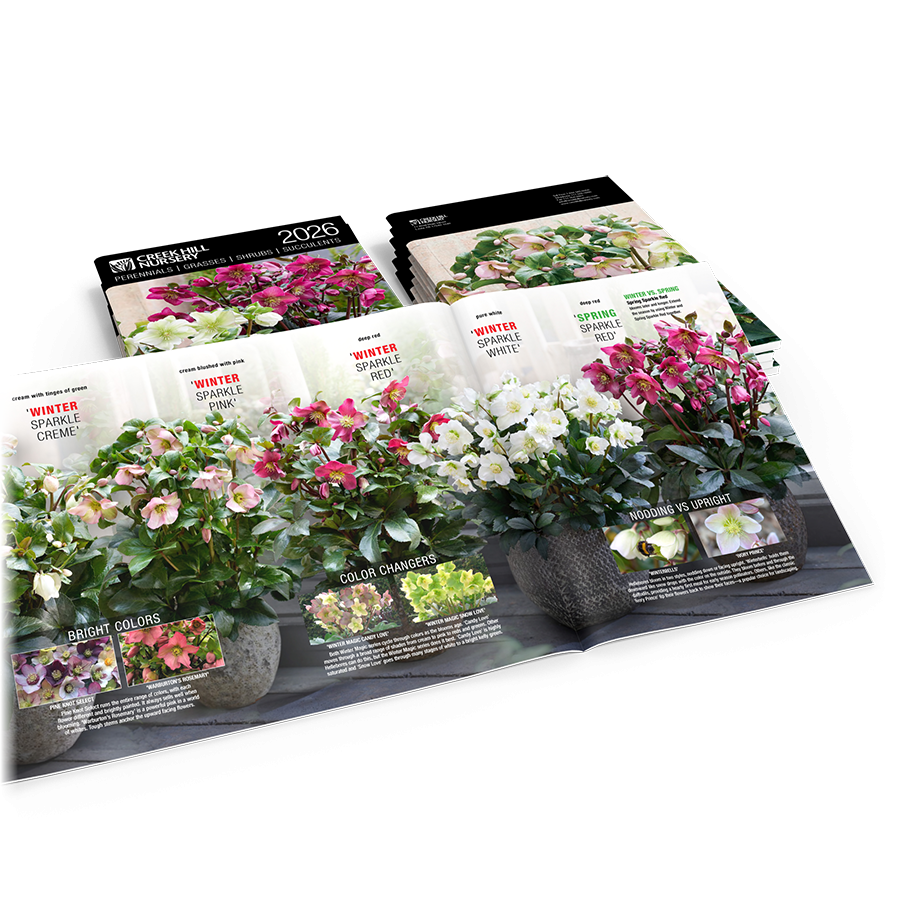 Catalog Spread