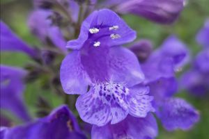 Nepeta 'Blue Planet'