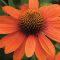 ECH Sombrero Adobe Orange 72